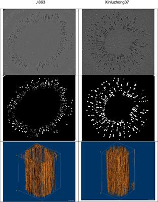 Discerning the Difference Between Lumens and Scalariform Perforation Plates in Impeding Water Flow in Single Xylem Vessels and Vessel Networks in Cotton